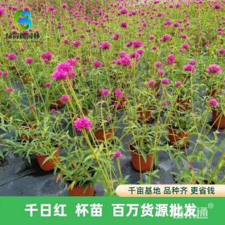 高度35厘米千日红