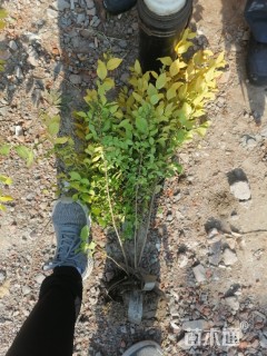 高度60厘米金叶女贞