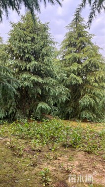 高度500厘米雪松