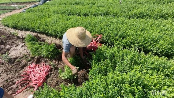 高度30厘米瓜子黄杨