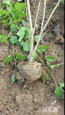 高度80厘米紫丁香小苗