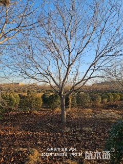 15公分绚丽海棠