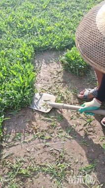 大叶油草