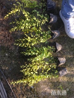 高度30厘米亮金女贞