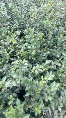 高度30厘米茶梅