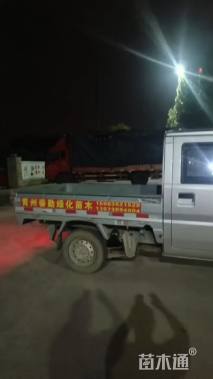 高度15厘米南天竹