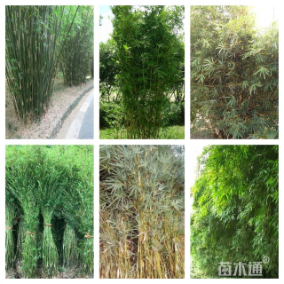 地栽苗慈孝竹