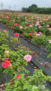 高度100厘米欧月小高杆月季