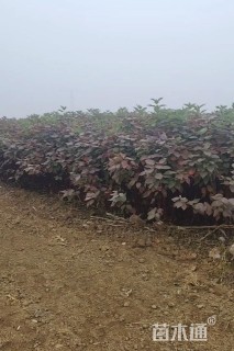 高度120厘米红瑞木