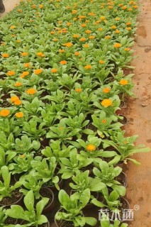 高度20厘米金盏菊