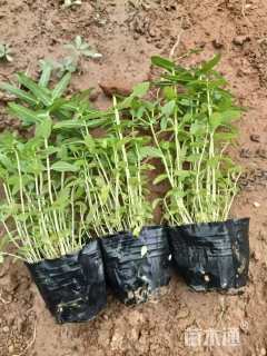 高度40厘米千屈菜