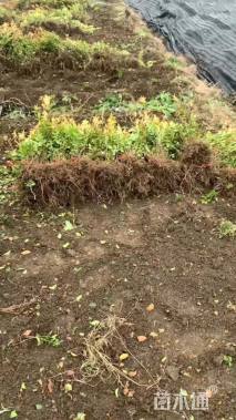 高度40厘米金叶女贞小苗