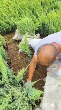 高度40厘米沙地柏