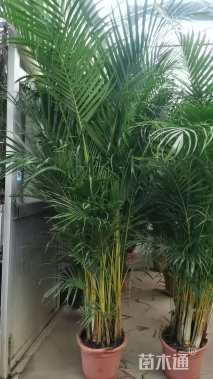 裸干高60厘米散尾葵