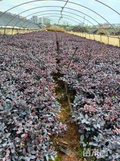 高度25厘米红花继木