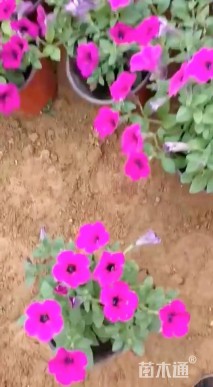 高度30厘米垂钓牵牛