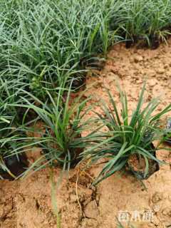 高度25厘米沿阶草