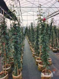 1.2公分红叶石楠