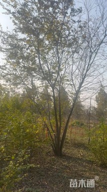 10公分(5杆)丛生朴树