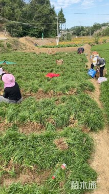 高度20厘米细叶麦冬草