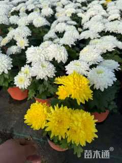 高度20厘米菊花