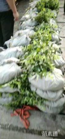 高度20厘米地中海荚迷
