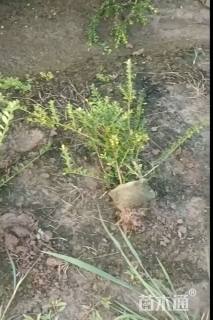 高度40厘米龟甲冬青