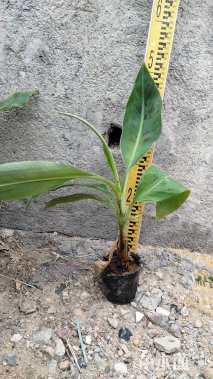 高度10厘米香蕉