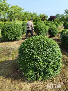 冠幅60厘米小叶女贞球