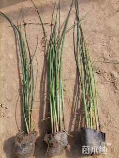 高度60厘米水葱