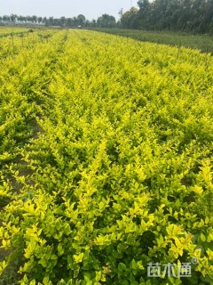 高度40厘米金森女贞