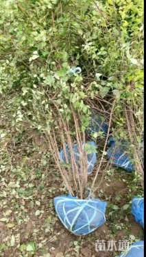 高度150厘米猬实