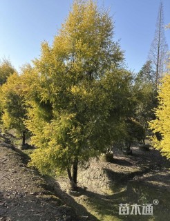 10公分千层金树