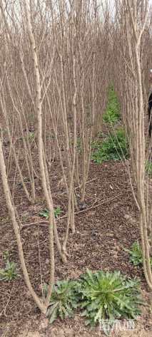 高度170厘米美国紫薇