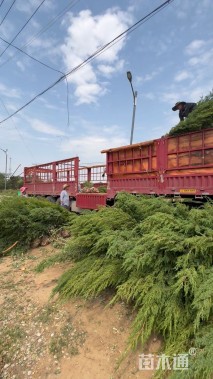 高度220厘米刺柏