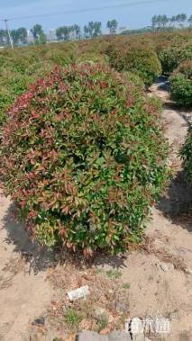 冠幅280厘米红叶石楠球