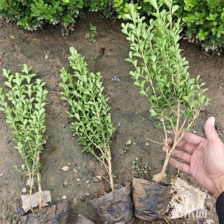 高度40厘米瓜子黄杨