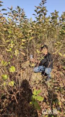 高度180厘米丛生榆叶梅