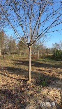 10公分高杆早樱