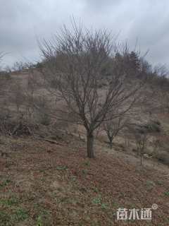 高度300厘米三季红红枫