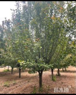 12公分北美海棠