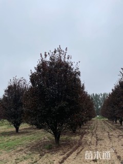 高度600厘米丛生紫叶李