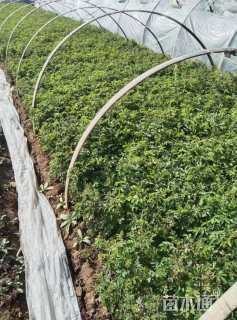 高度40厘米四季玫瑰