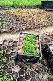 高度15厘米千屈菜