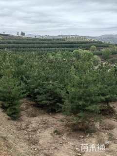 高度400.厘米油松