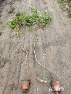 主蔓长150厘米凌霄