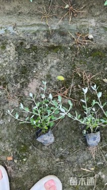 高度20厘米灌从石蚕