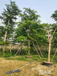 12公分小叶榄仁