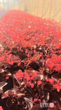 高度25厘米比哥海棠