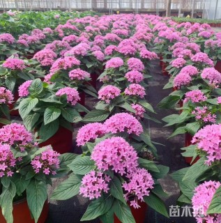 高度20厘米五星花